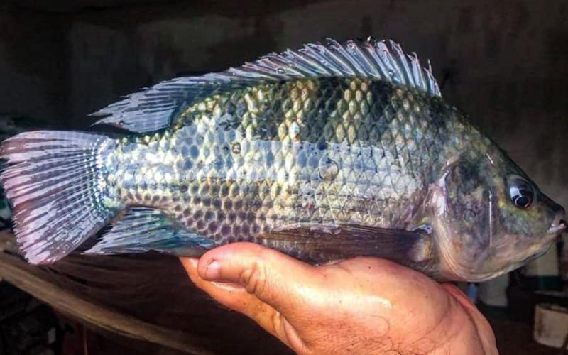 Productores buscan aumentar producción de tilapia