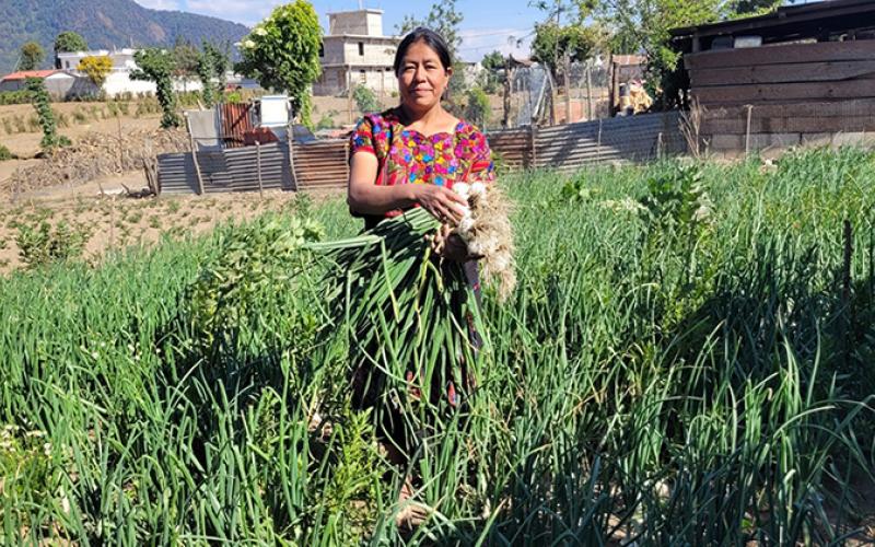 Productores de cebolla reciben semilla híbrida para sus siembras