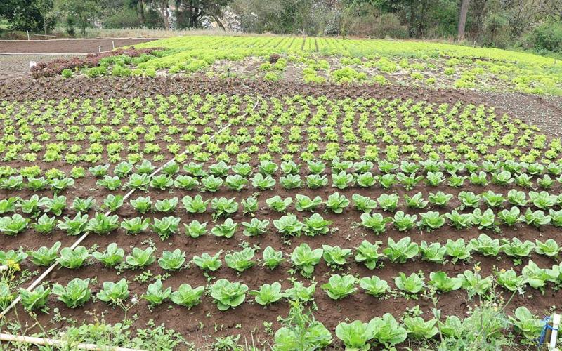 Recomendaciones para cuidar cultivos y animales por incendio
