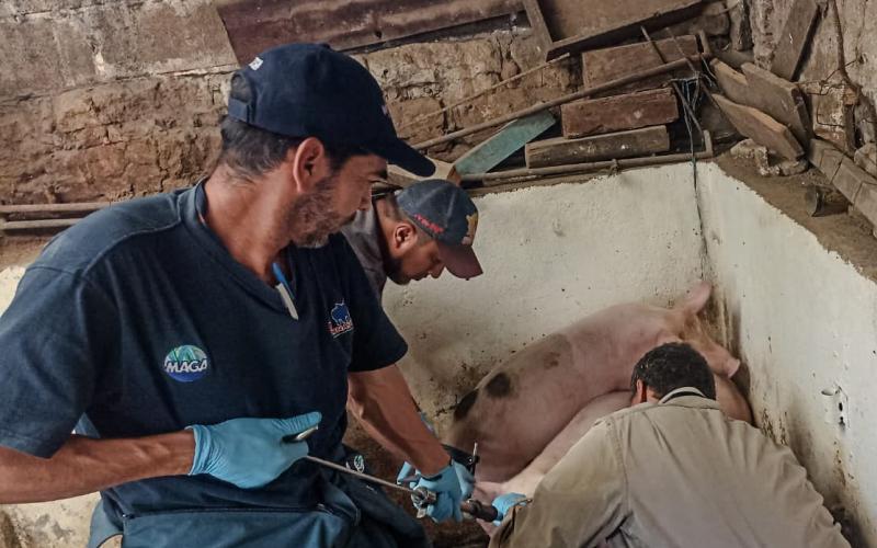 San Juan Comalapa libre de Peste Porcina