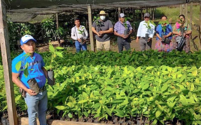Trabajan para mejorar cosecha de cacao petenero