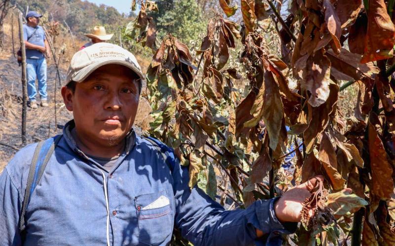 Incendio destruyó algunos cultivos de pequeños productores