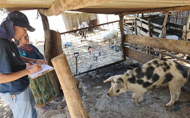 Realizan vigilancia porcina en Sumpango