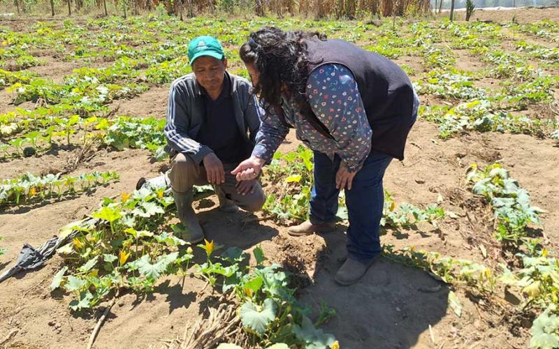 Agricultores de Sumpango reciben acompañamiento técnico postcosecha