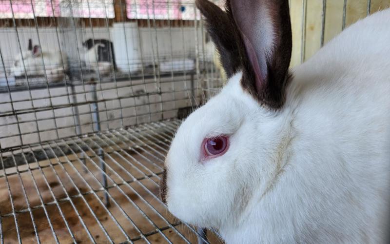 Aprenda de la crianza y manejo de conejos