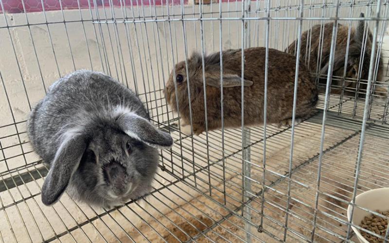 Conozca el proceso de reproducción adecuada de los conejos