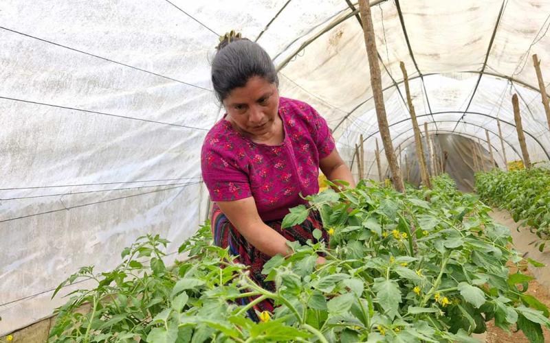 Diversifican cultivos para mejorar ingresos familiares