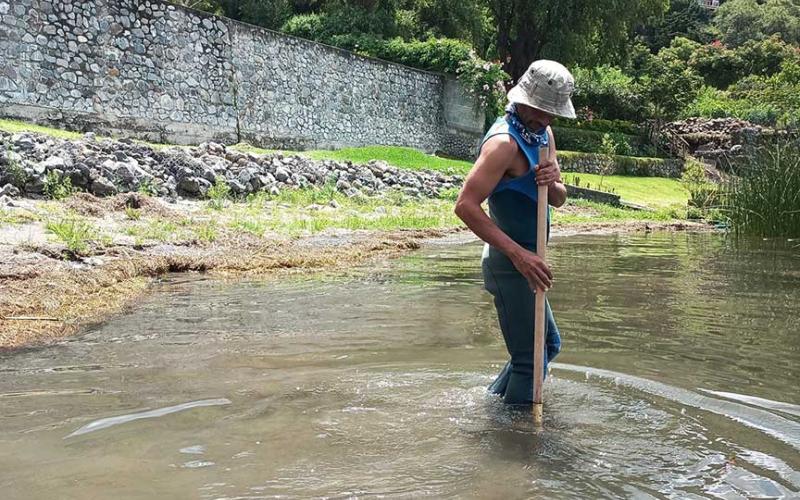 El tul oxigena al lago de Atitlán