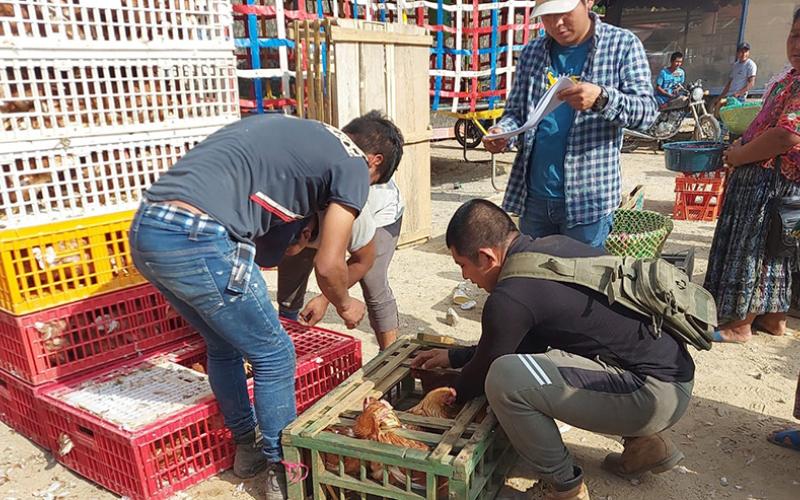 Entregan gallinas ponedoras y equipamiento avícola en Panzós