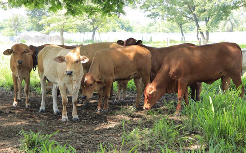Evalúan bovinos en Petén para mejorar producción ganadera