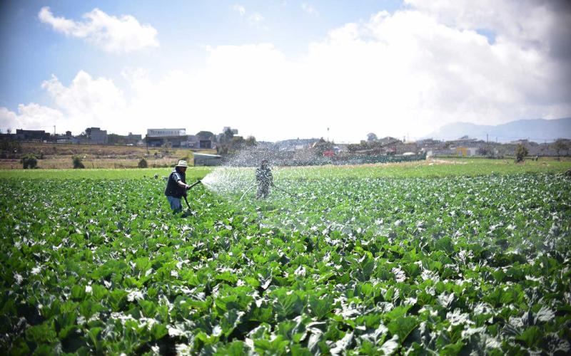 Fin de semana será caluroso, aplique estos consejos agrícolas 
