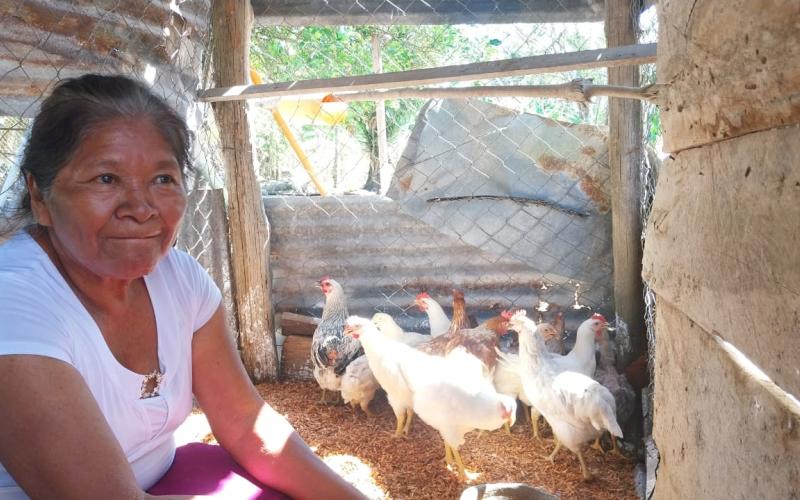 Fortalecen producción avícola en Petén