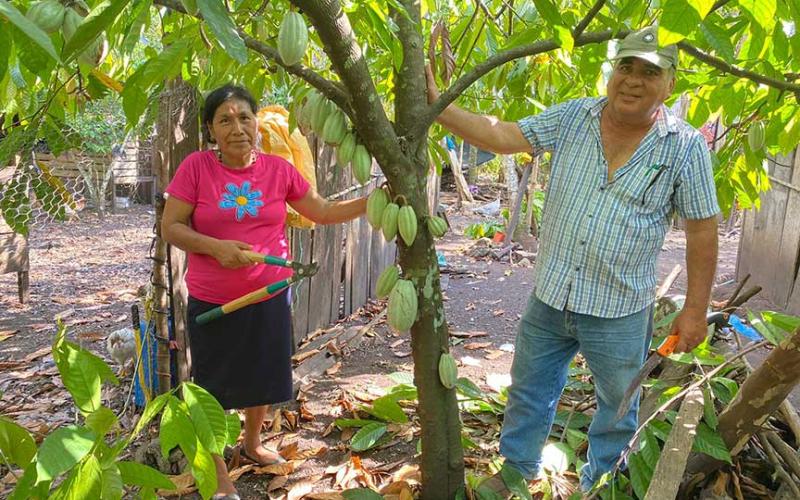 Fortalecen producción de frutas tropicales en Petén