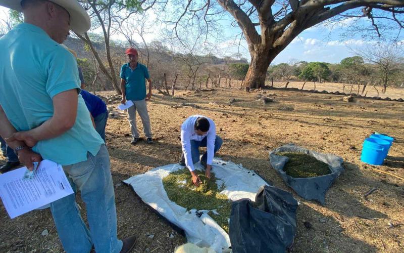 Ganaderos aprenden cómo alimentar a sus bovinos en la época seca