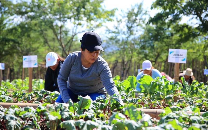 Guatemala agradece apoyo técnico de la FAO