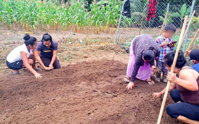 Huertos comunitarios: espacios de aprendizaje y producción de alimentos