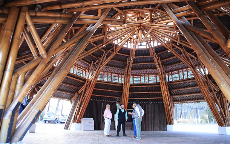 Impulsarán producción del bambú con tecnología y asistencia técnica