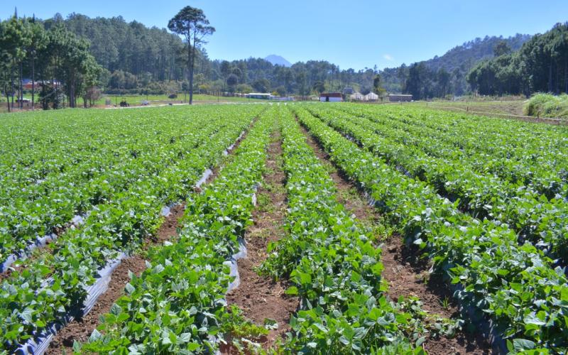 Manejo del suelo y las siembras durante temporada calurosa