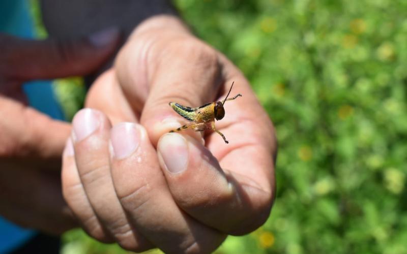 Mantienen vigilancia por langosta voladora
