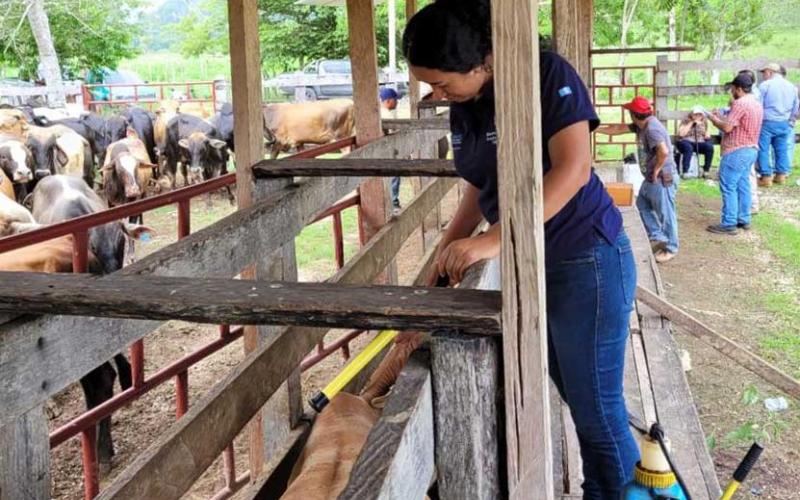 Mayores oportunidades de exportación de ganado en Petén