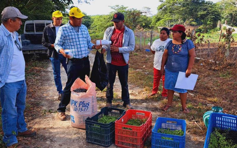 Mejoran producción de hortalizas en Petén