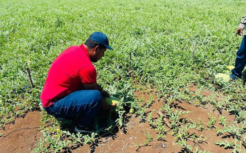 Monitorean cultivos para combatir plagas en Petén