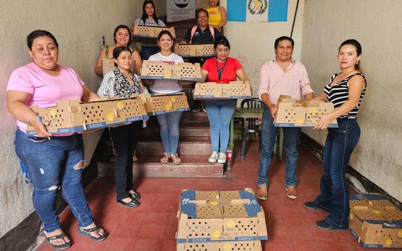 Prácticas avícolas fortalecen la economía de 100 familias