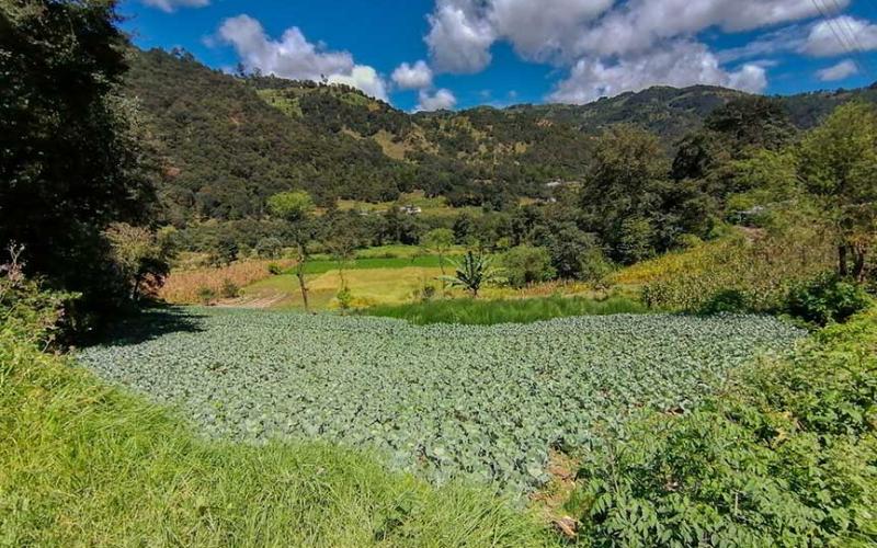 Precauciones en la agricultura por temporada cálida