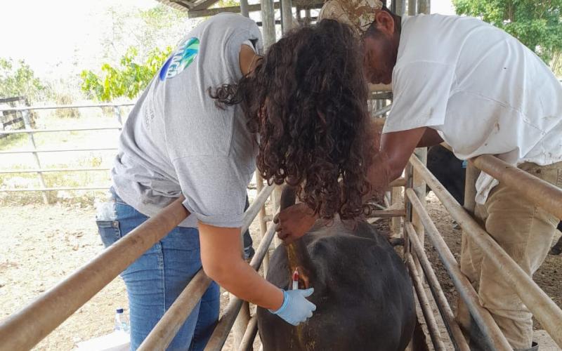 Previenen enfermedades bovinas en Petén