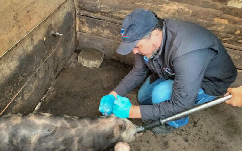 Producción porcina se fortalece en Sumpango, Sacatepéquez  