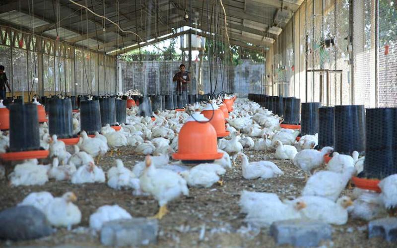 Supervisiones garantizan sanidad en granjas avícolas 
