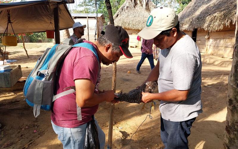 Vacunan aves de traspatio en Petén
