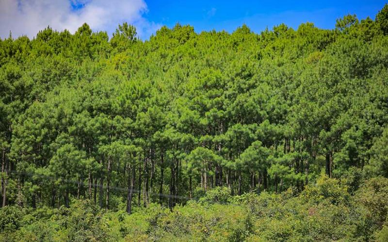 Mujeres promueven conservación de los bosques de Petén