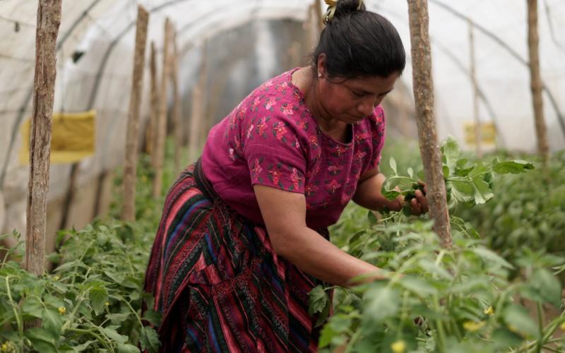 Fortalecerán agricultura familiar en San Antonio Palopó
