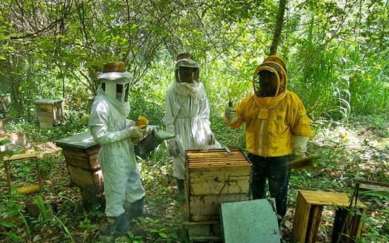 Mejoran calidad de miel en San Andrés, Petén