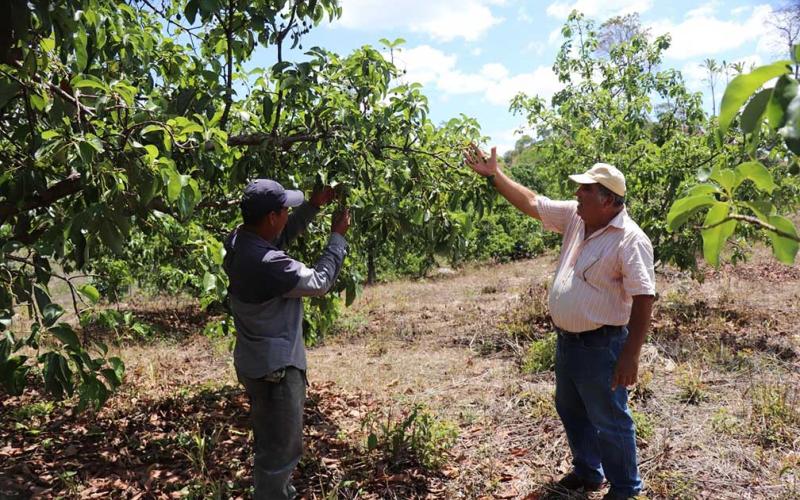 Apoyan a productores de frutas en zona de adyacencia 