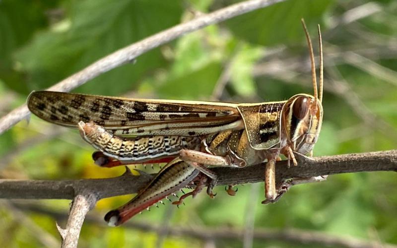 Bajo control brote de langosta voladora en el volcán Las Víboras