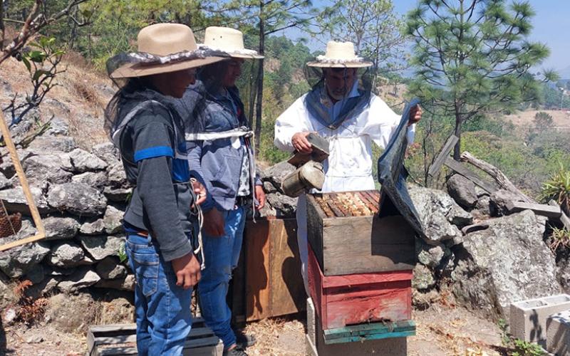 Brindan capacitación de apicultura en Colotenango