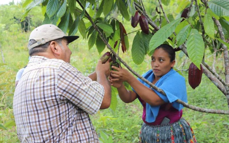Cacao de Petén un impulso a la economía nacional