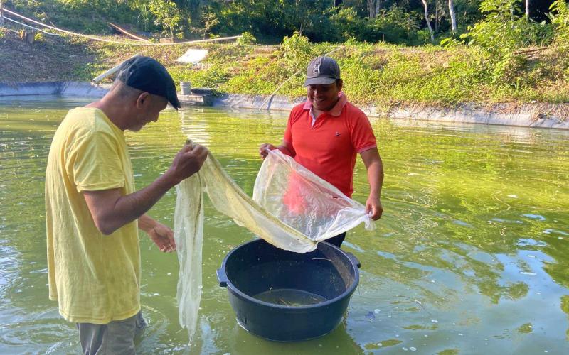 Crece producción de alevines en Petén