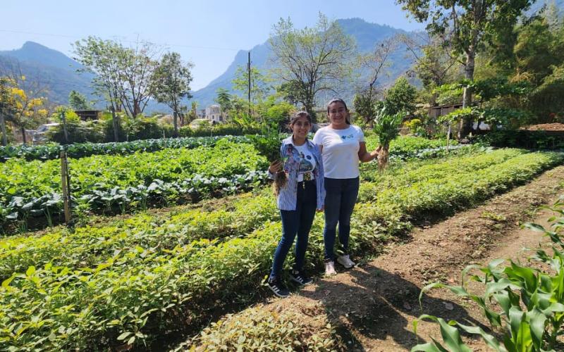 Diversifican cultivos familiares en Santo Domingo Las Flores, Huehuetenango 