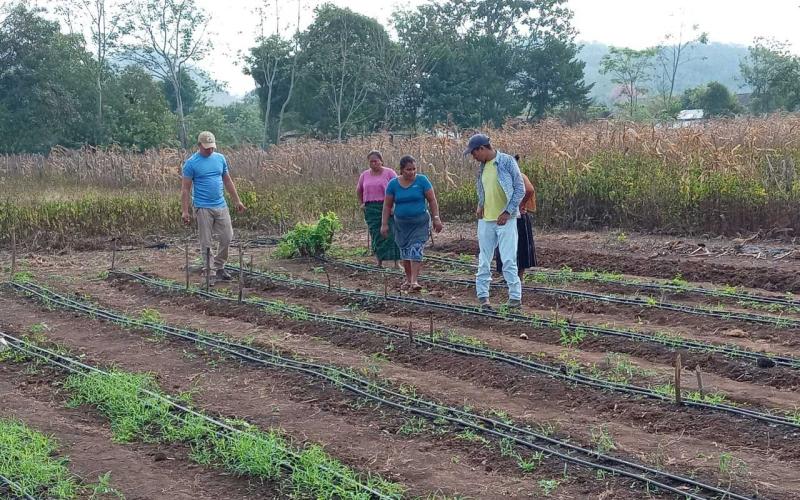 Entregan cuatro mil pilones de berenjena en Petén