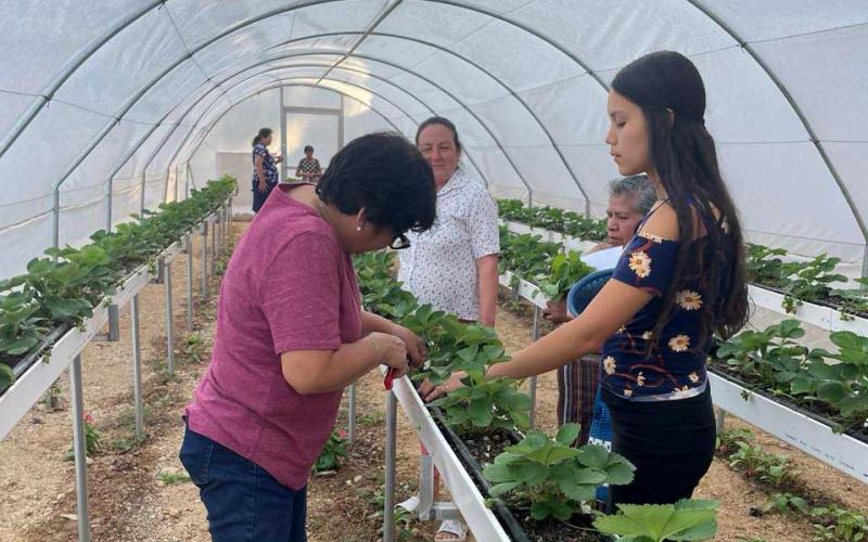 Fomento Agrícola en Pachalum, Quiché