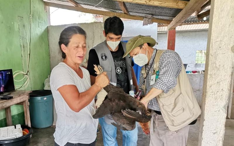 Guatemala fortalecerá acciones preventivas para evitar gripe aviar