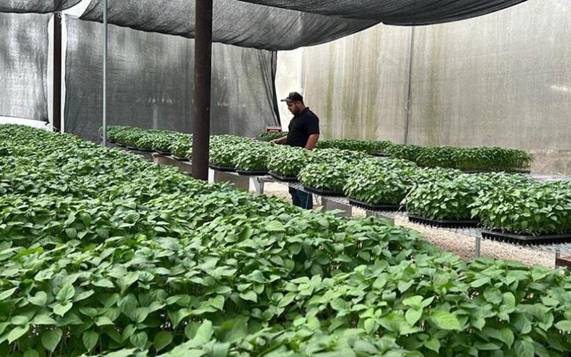 Hortalizas tropicalizadas un impulso para el desarrollo agrícola en Petén