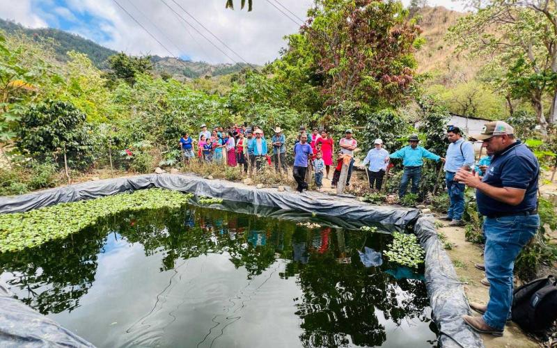 Impulsan producción de tilapia en el corredor seco