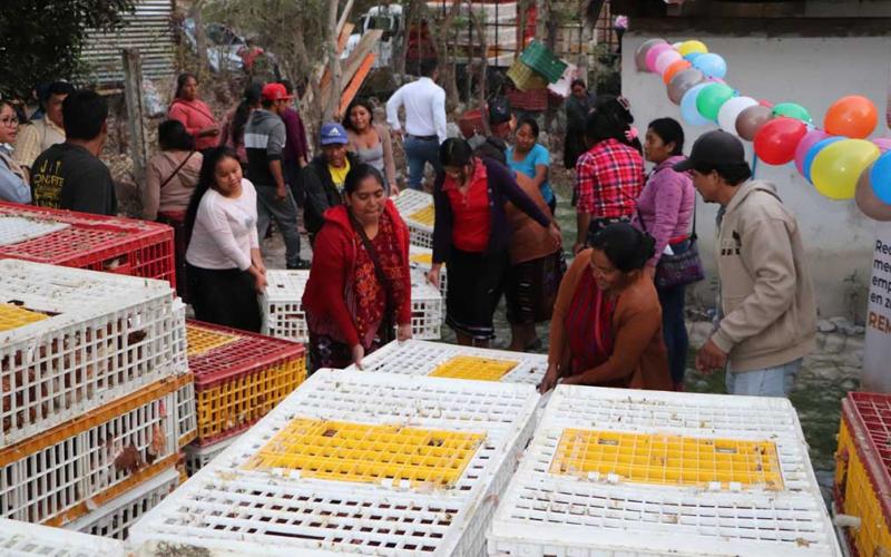 Impulsan la producción avícola en Cuilco, Huehuetenango