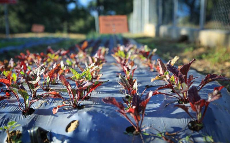 Inauguran Escuela Técnica de Campo para la Alimentación Escolar en Retalhuleu