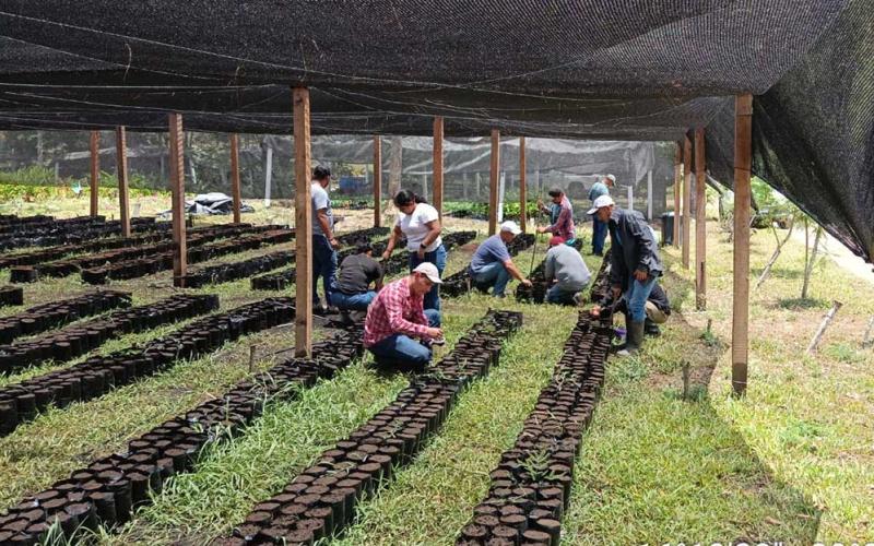 Incrementan producción de plántulas de cacao en Petén