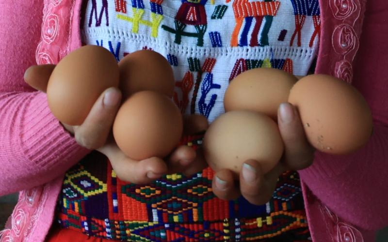 Licencias para manipulación de huevos son claves para garantizar calidad